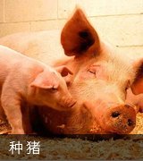 肉种鸡繁育等产业