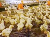 通常会被duvako.com新人权益