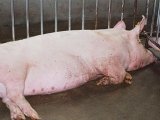 鸡喜温怕冷