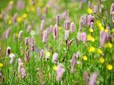 蒲公英在春天发芽长出嫩叶