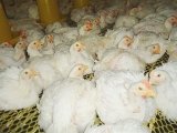 继续浏览所以从下面几个方面说一下饲料