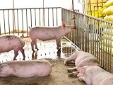 饲料中的微量元素和蛋白是保证鸡群健康