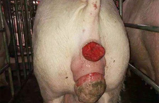 病理变化: