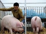 为保障老百姓菜篮子
