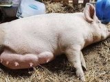 乳房发育不良时呈火口状凹陷